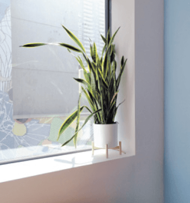 The office snake plant is looking more stylish in its new planter. Living in this windowsill has certainly encouraged lots of growth, filling up the pot with leaves. I wonder if I’ll ever see flowers.