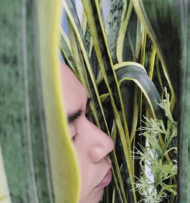 Snake plant flowers can be quite fragrant. Fortunately, no one’s desk is too close to the plant.