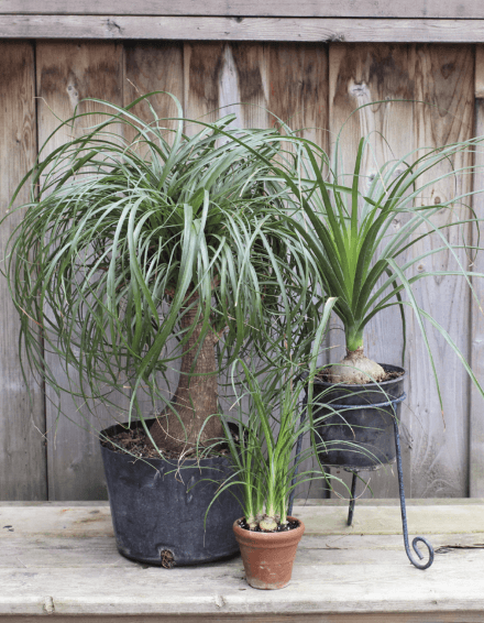 Three styles of Beaucarnea: Ponytail palm (left), with multiple leaf sets; very young sprouts (center); and Beaucarnea stricta (right), which tends to grow straighter and with broader leaves.