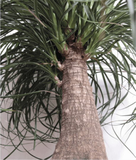 A typical ponytail palm has multiple points of growth occurring on a thick stump.