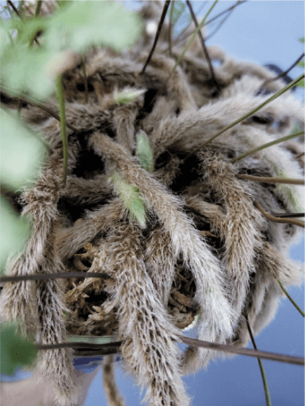 In ferns, the rhizome is simply a horizontal root stem that grows out from the mother plant above the soil and is capable of sending out new roots and new fronds, generating a new plant. The more established rhizomes of the rabbit’s foot fern have light-brown “fur,” while the new growing tips are white with a slight green tint.