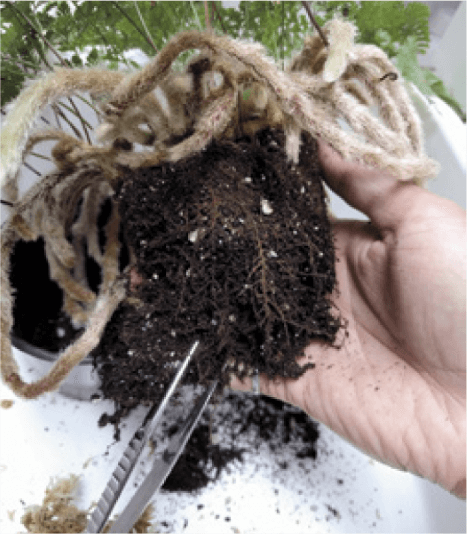 Any time you transplant, it’s a good idea to loosen some of the old soil from the root ball so that the roots can more easily explore the new soil.