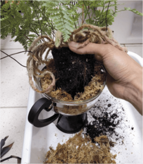 Inserting the root ball into the pocket of sphagnum moss.