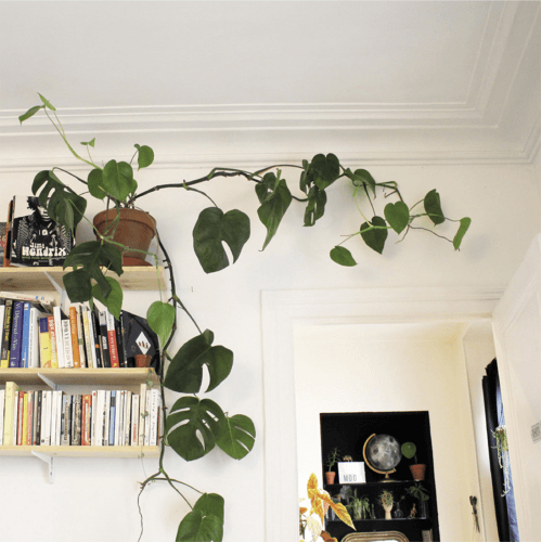 With the plant up so high, this monstera’s light source can only be reflected sunlight for the few hours it shines into the room. Although some would call the plant spindly, it has a certain charm—it seems to say, “This is my shelf. I belong here!”