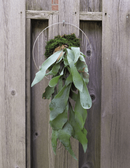 Staghorns will grow perfectly fine in a pot, but the more interesting way to appreciate a specimen is when it is mounted.