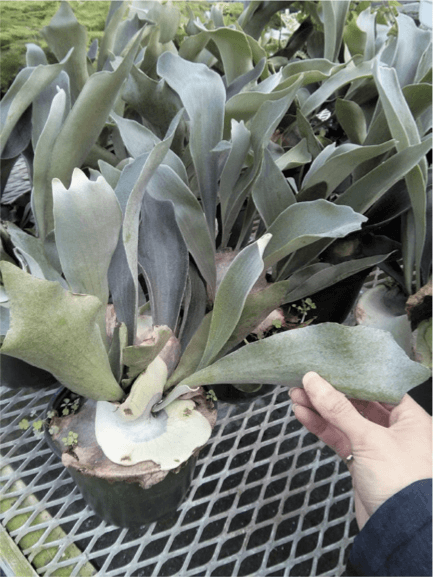 A fresh batch of staghorn ferns—perhaps I shall adopt one and mount it (instructions to follow).