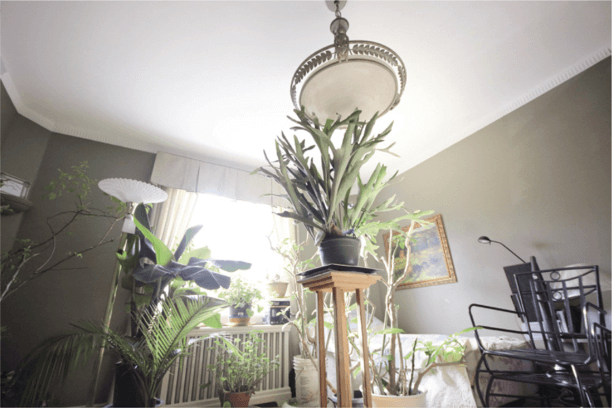 An example of a potted staghorn fern (on a tall pedestal, where it belongs!)