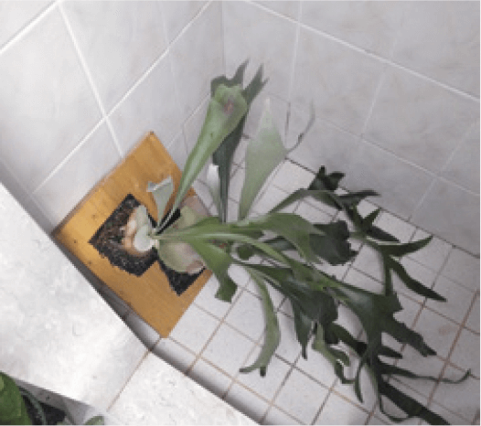  At this size, the most convenient way to water was to put the entire board into the shower stall and shower it with tepid water. I would leave the plant to drip-dry in the shower overnight, then place it back on the wall the next day.