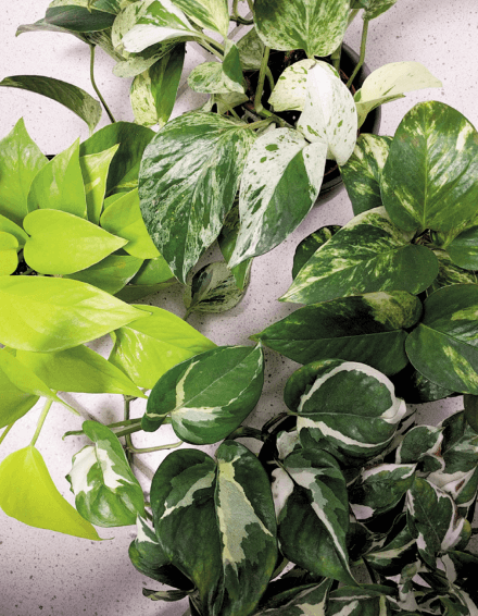 Pothos Fab Four (clockwise from top): ‘Marble Queen,’ ‘Golden,’ ‘‘N’joy,’ and ‘Neon.’