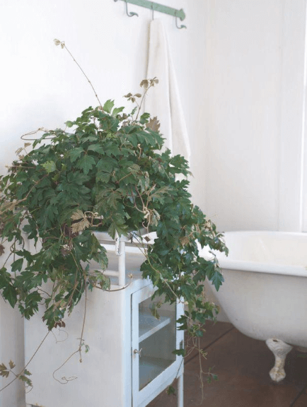Cissus rhombifolia ‘Ellen Danica’ doesn’t demand direct light from a window.