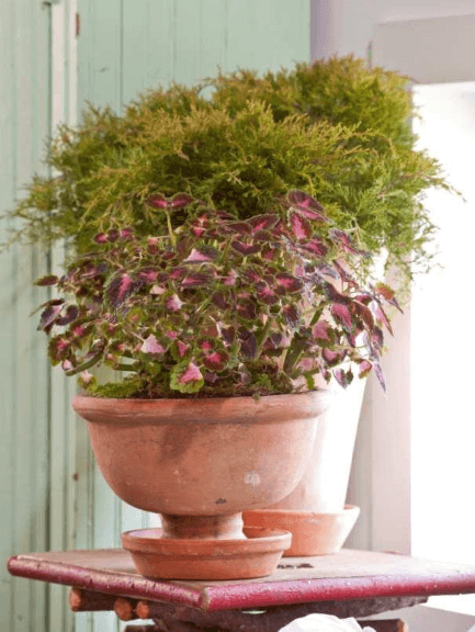 Coleus make surprisingly easy houseplants. The old standby Coleus ‘Lava Rose’ does just fine in an east-facing window beside Juniperus ×pfitzeriana ‘MonSan’.