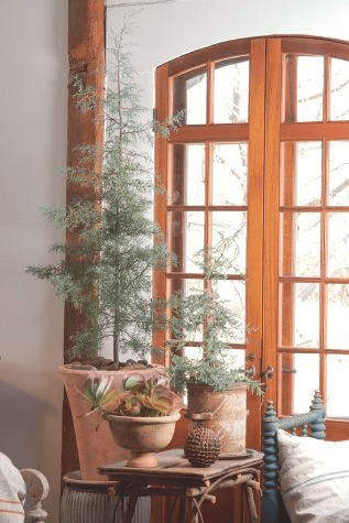 Stately trees indoors, such as Cupressus arizonica ‘Blue Ice’ standing tall beside Kalanchoe thyrsiflora ‘Flapjack’ and Juniperus squamata ‘Chinese Silver’, blur the lines between inside and outside.