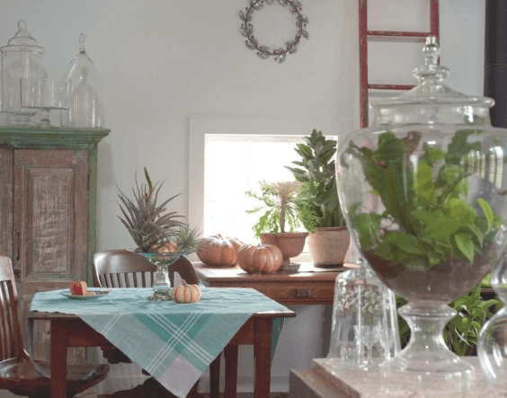 The scene in the converted barn is stolen by a huge apothecary jar terrarium. Closer to the windows dwell a few Tillandsia spp. on the table and a flowering kale ‘White Peacock’ beside a sansevieria and kalanchoe.