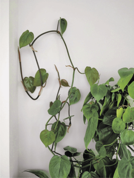 Philodendron vines will just keep getting longer. They can be fixed to the wall with help from some small wall hooks, creating the effect of a wildly growing space. They may even attach themselves to your wall.