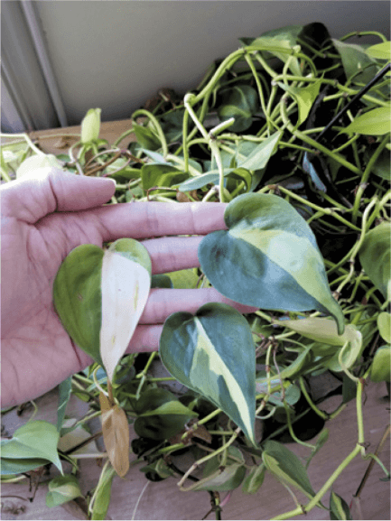 Bleached leaves: These vines get direct sun for 3 to 4 hours in the summer, which is a bit too much for philodendrons. Left: a sunburned leaf appears faded while normal leaves (center and right) have deeper greens.