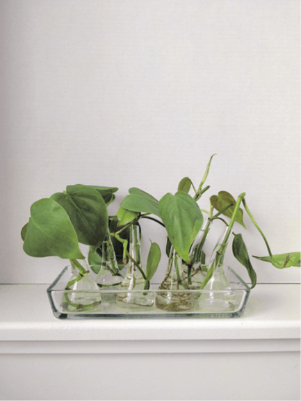 Heartleaf philodendron cuttings: Once rooted, they can go back into the original pot for a fuller look or they can be transplanted into small pots and given to friends.