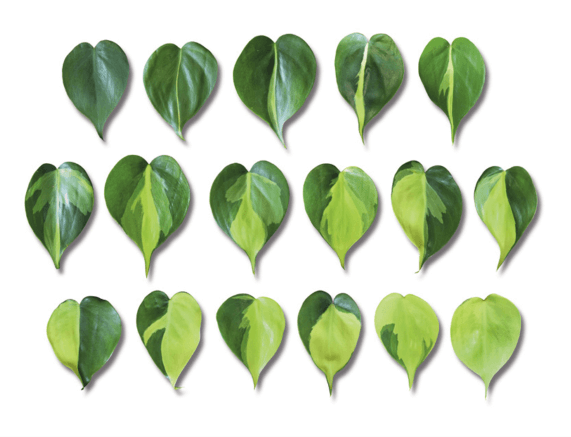 All of these variegated leaves came from the same philodendron ‘Brasil’ plant! Note: No leaves were harmed in the making of this image.
