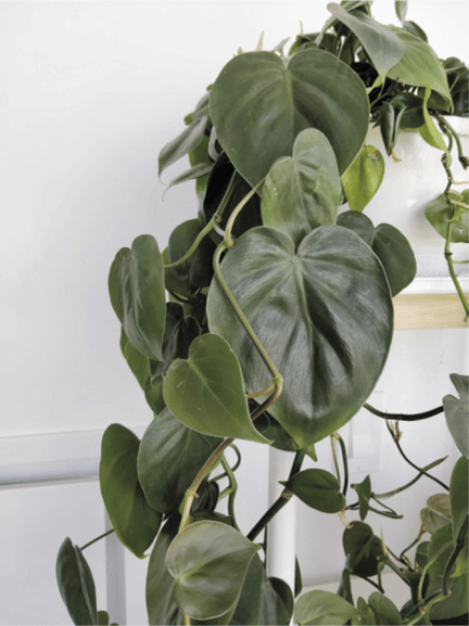 Commonly known as “heartleaf philodendron,” Philodendron hederaceum produces a lovely green leaf and prolific vines that are easy to propagate.