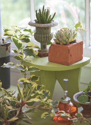 Just about every sunny or semi-sunny window in my home entertains plants like Stapelia scitula, echeveria, Begonia ‘Zip’, and Euphorbia ‘Peppermint Candy’.