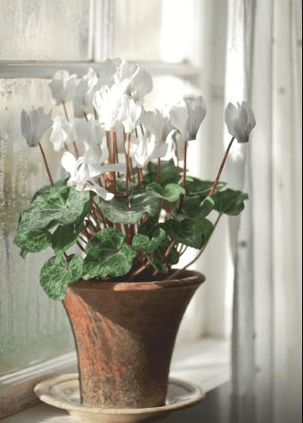 No need to search far for appropriate plants; any supermarket will serve up Cyclamen persicum when the winter holidays draw near. Your task is to jazz it up.