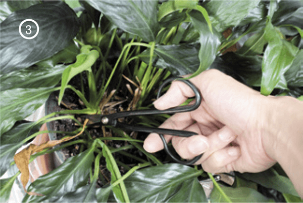 3. Tidying up a peace lily