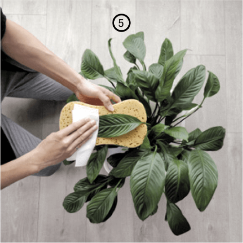 5. Dusting the leaves of a peace lily