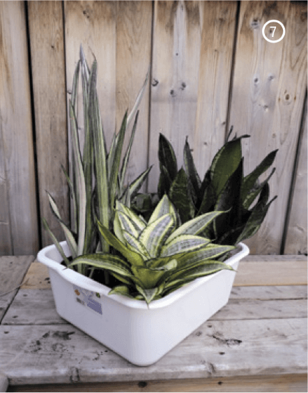 7. An easy way to water three sansevierias