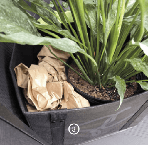 8. Moving a large variegated peace lily