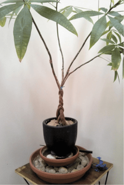 As each stem of a money tree plant will naturally keep growing taller, there will come a time when the weight of the leaves will cause the stems to bend away from the point where the braiding ends. Eventually, you’ll have to make a choice . . .