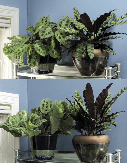 A green prayer plant (left) and a Calathea lancifolia (right): Both fold up during the night. Calatheas are similar to prayer plants in their care needs and are often grown alongside them.