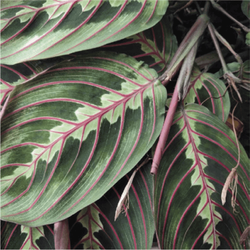New leaves on the red-veined prayer plant (Maranta leuconeura var. ‘erythrophylla’) resemble rolls of purple wrapping paper!