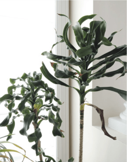 The Dracaena ‘Torch Cane’ features interestingly ruffled leaves. Like all dracaena, its lowest leaves will eventually become brown and fall off—if your plant is receiving the right light and you are watering correctly, then don’t worry about older leaves falling off!