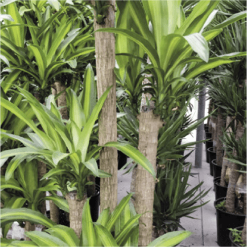 Dracaena cultivation style: staggered trunks with multiple growth tips