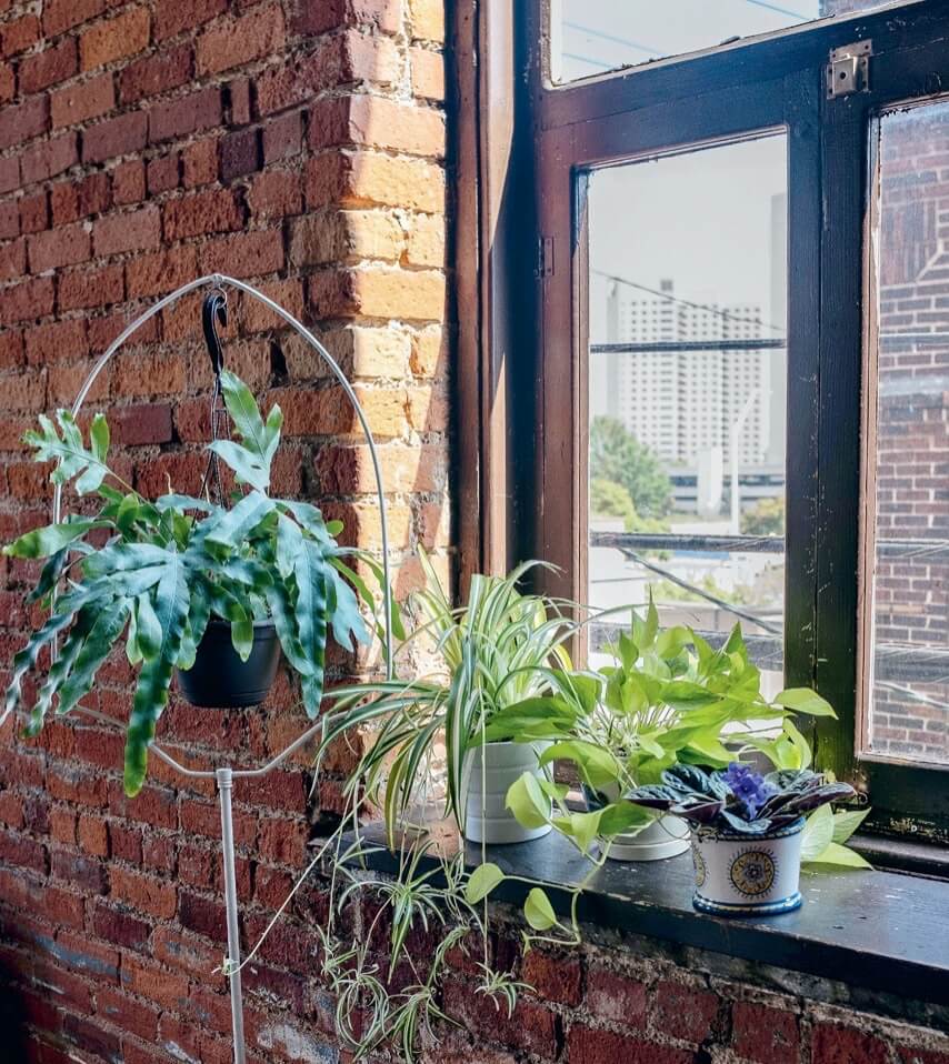 An east exposure receives the soft morning light. Ferns, spider plants, pothos, African violets, and begonias grow well in this exposure.