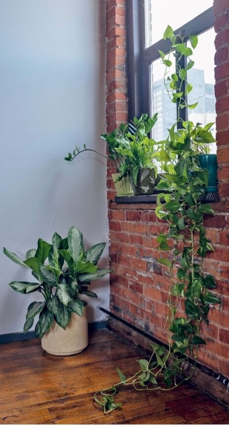Many plants do well in the low light of a north window. From left to right: ZZ plant, crocodile fern, pothos, and an aglaonema on the floor.