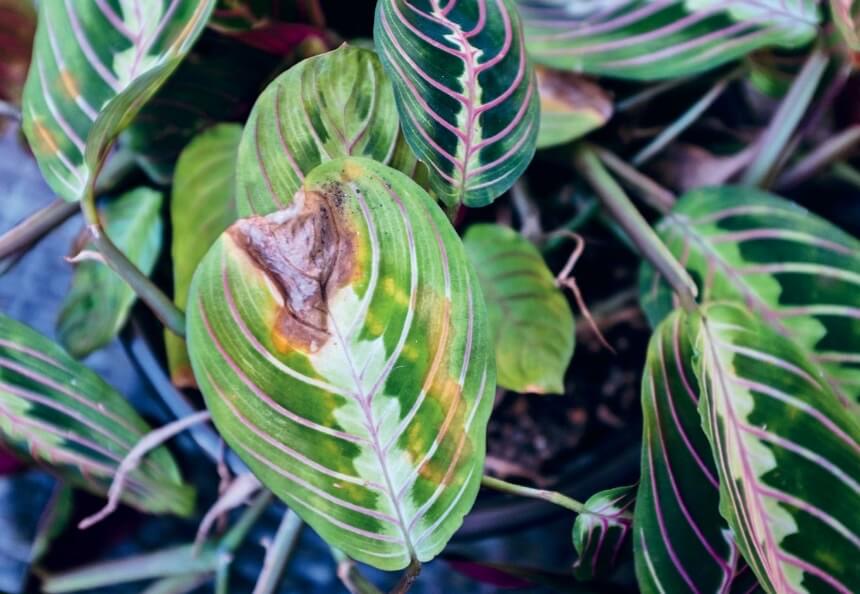 This low-light plant has been placed outside in too much sun, and as a result the leaves are burnt. If you’re moving outdoor plants inside, do so slowly, by first placing them in the shade. Most low-light plants would prefer not to be placed in the full sun outside.