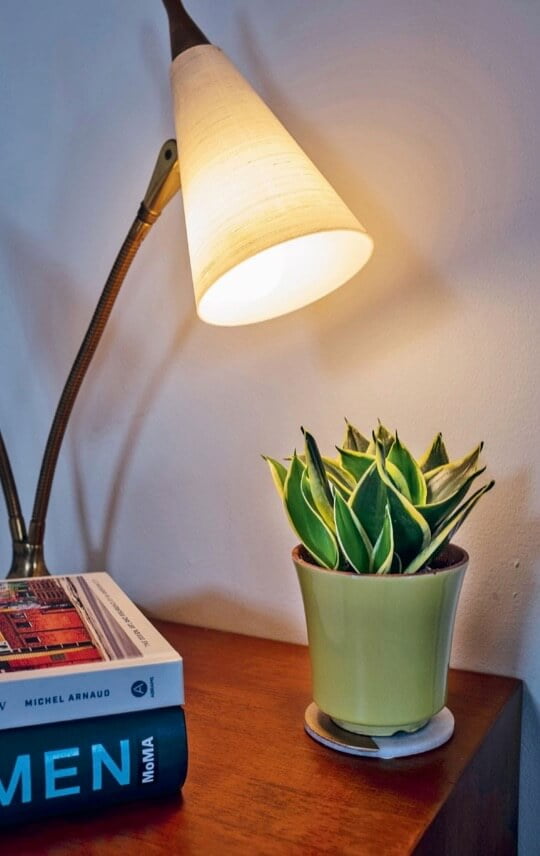 Don’t discount the light coming from an ordinary table lamp in the evening hours. It can give your plant the little extra boost it may need to thrive.