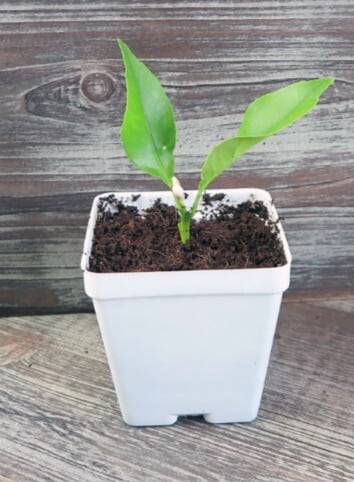 A rooted citrus cutting potted up into a 4-inch plant pot. 