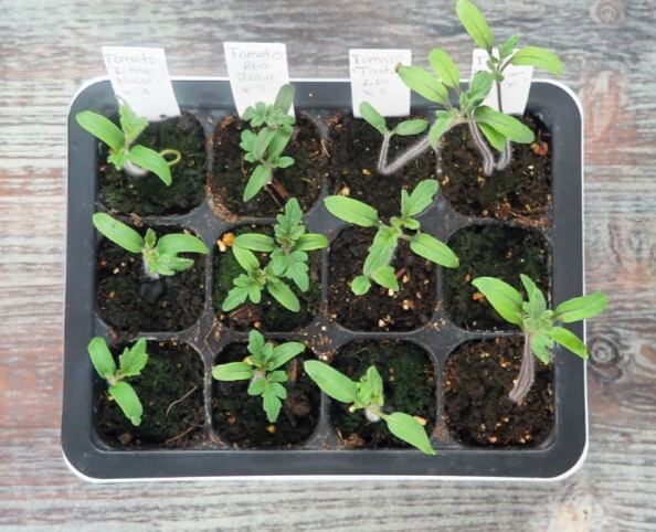 These tomato seedlings have started developing their first set of true leaves. Time to check their root growth.