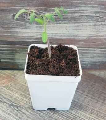 I filled a 4-inch pot with a loose potting mix, then used a dibber to make a plug-sized hole for the tomato seedling. I dropped it into the hole, then gently pressed soil around the root ball and covered any exposed root area with some additional pot- ting mix. I sprinkled some coir on top to help regulate moisture. 