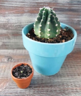 While many cactus seeds can germi- nate quickly, seedlings can remain small for years. It will take quite a long time before this baby is ready to graduate to a larger pot. 