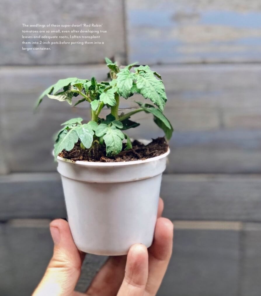 The seedlings of these super dwarf ‘Red Robin’ tomatoes are so small, even after developing true leaves and adequate roots, I often transplant them into 2-inch pots before potting them into a larger container. 