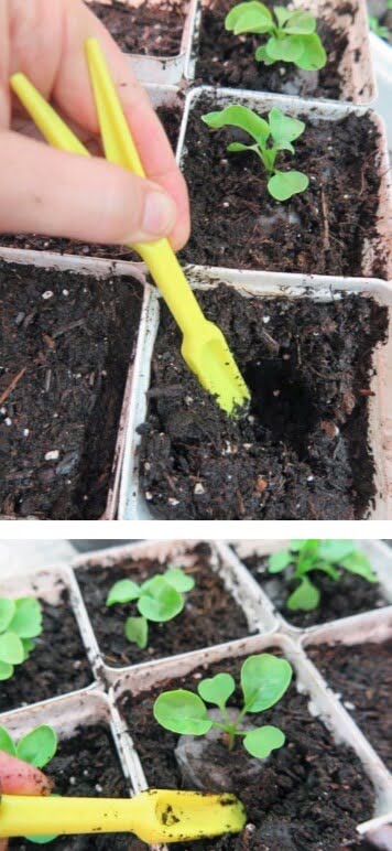 Using a small trowel or dibber, make a hole in the growing media the same depth as the seedling plug. Lightly cover the surface of the plug.