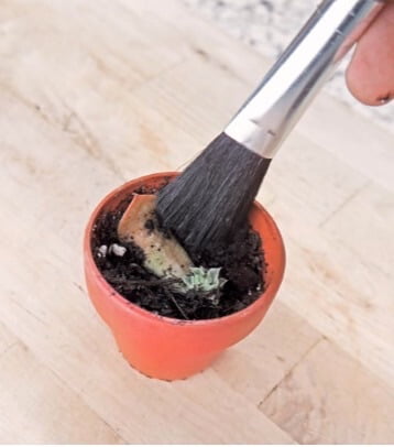 Use a small brush or dust blower to gently remove soil from atop delicate seedlings and transplants. 