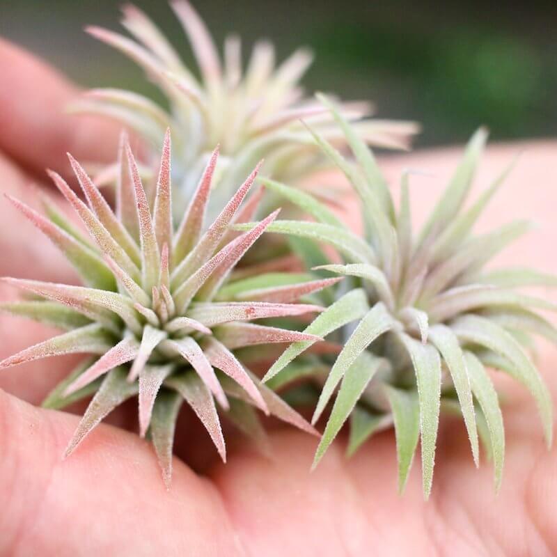 Cây Không Khí - Air Plants - Tillandsia Ionantha Mexican