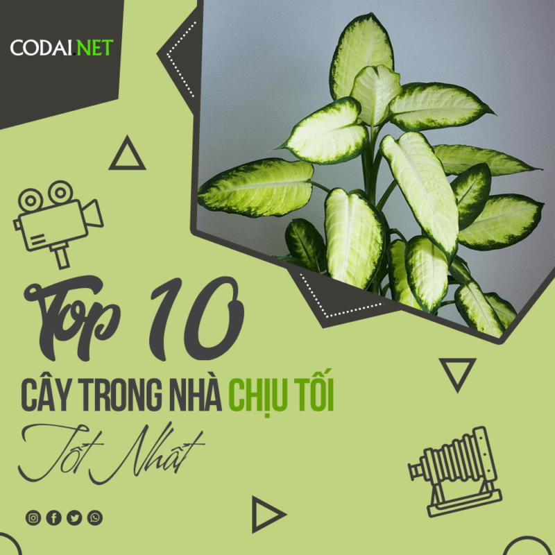 Top 10 cây trồng trong nhà Chịu Tối (môi trường ánh sáng kém) tốt nhất