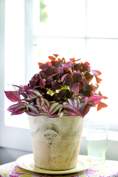  Planting it alone feels outdated, so I use Tradescantia zebrina in tandem with something else. Here it’s coupled with Oxalis triangularis ‘Charmed Wine’.