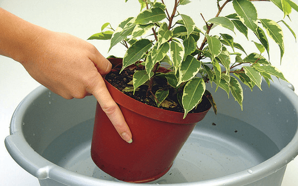 Stand a plant with dry compost in a bowl of water.