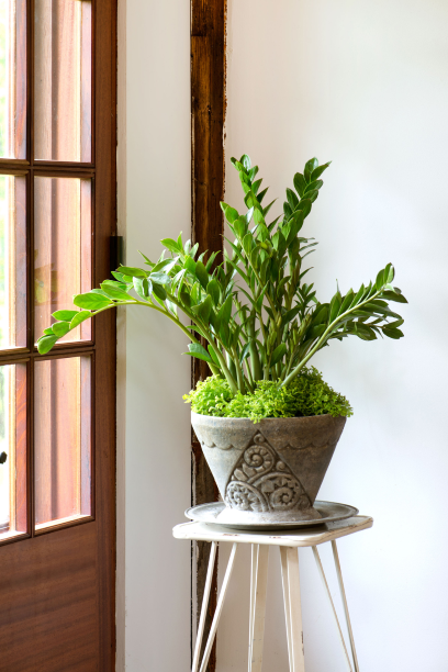 To keep a ZZ plant from slipping into the shadows, give it a highly architectural role in your room.