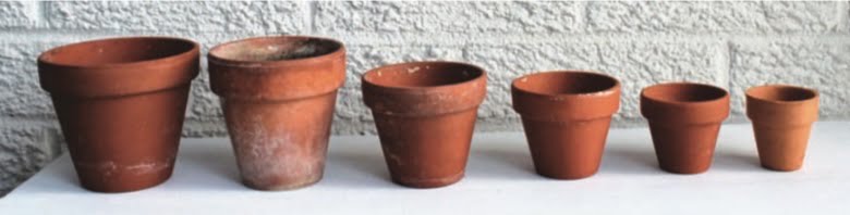 When up-potting, only change to a pot the next size up, unless the plant is extremely root-bound. You may well up-pot a plant many times during its lifetime.
